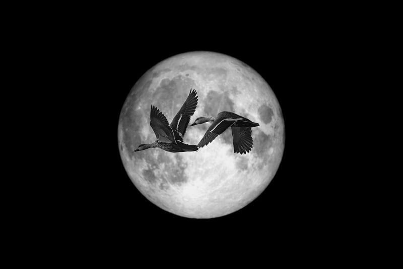 Moonlit gardens
