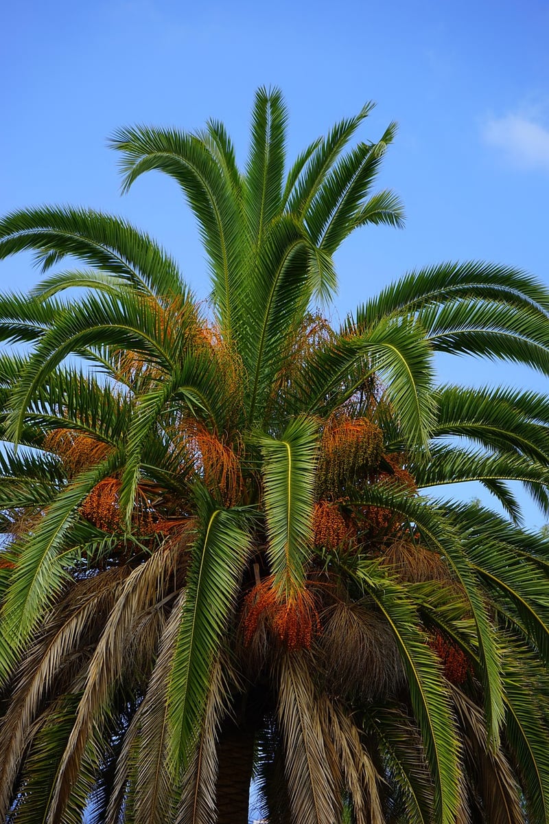 Phoenix-perching trees