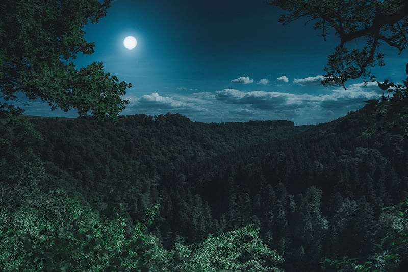 Moonlit Garden Image